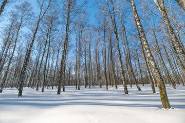 Fotobehang Berkenbos Zonnig berkenbos op koude winterdag  © beholdereye