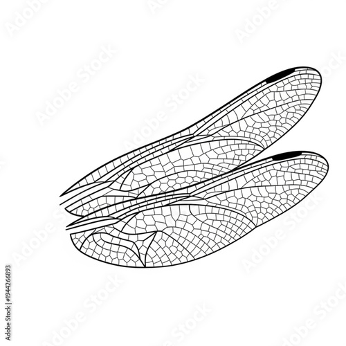 Insect Wings Detailed Line Drawing Illustration.