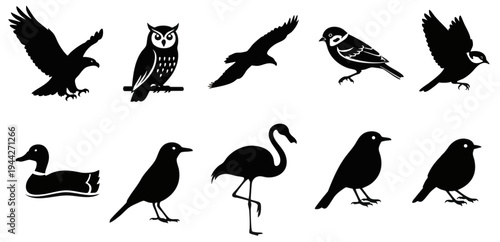silhouettes of birds