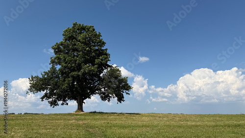 Lonely Tree on Green Meadow Under Blue Sky with White Clouds Minimal Nature Landscape
