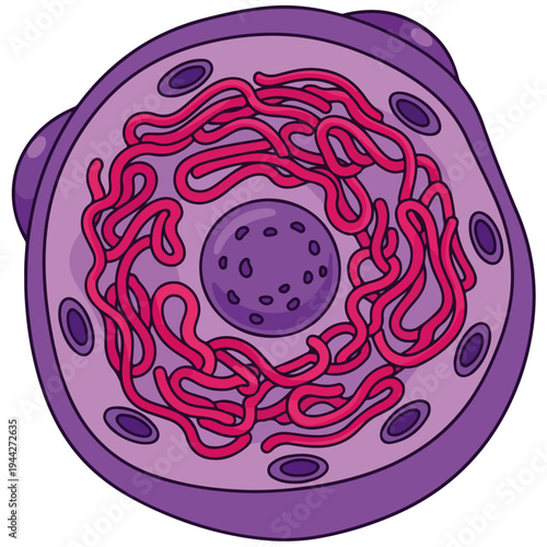 animal cell anatomy cross section cartoon vector illustration