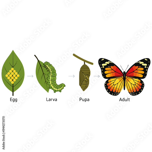 Butterfly Life Cycle Stages Flat Vector Illustration