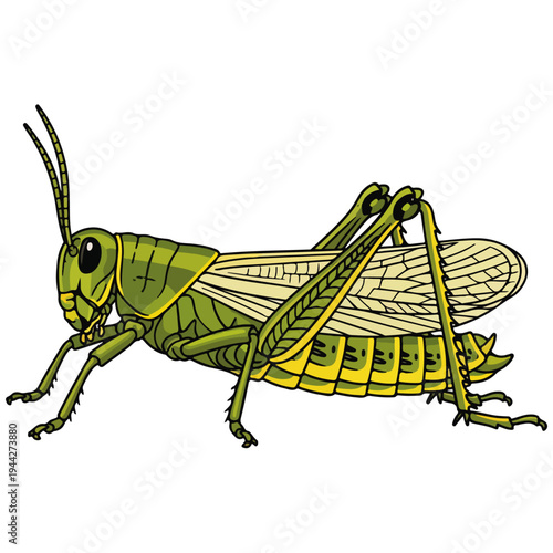Green Grasshopper Insect Detailed Vector Illustration