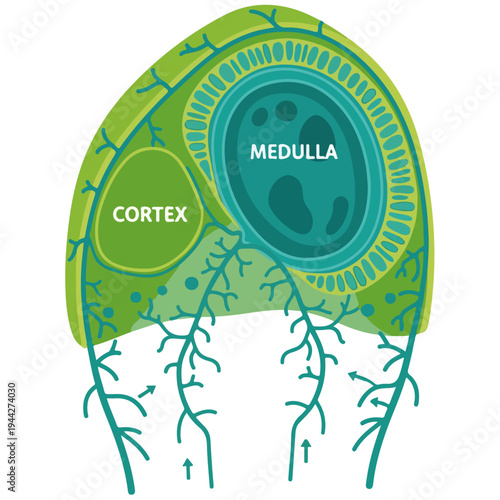 hair follicle cross section anatomy vector illustration template