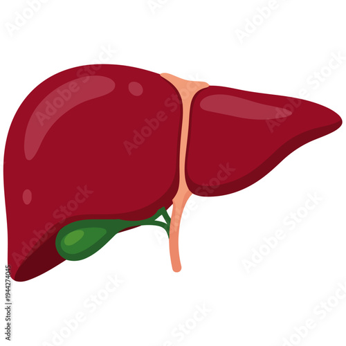 Human Liver Gallbladder Anatomical Flat Vector Illustration