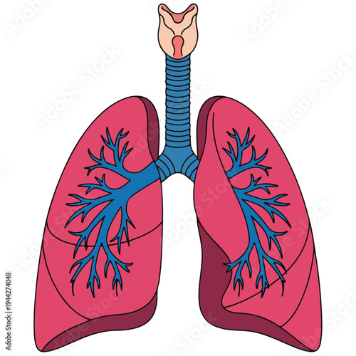 Human Lung Anatomy Flat Line Art Vector Illustration