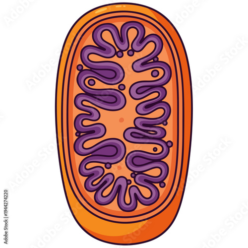 Mitochondria Cell Organelle Cartoon Vector Illustration