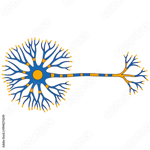 motor neuron cell anatomy flat vector scientific illustration