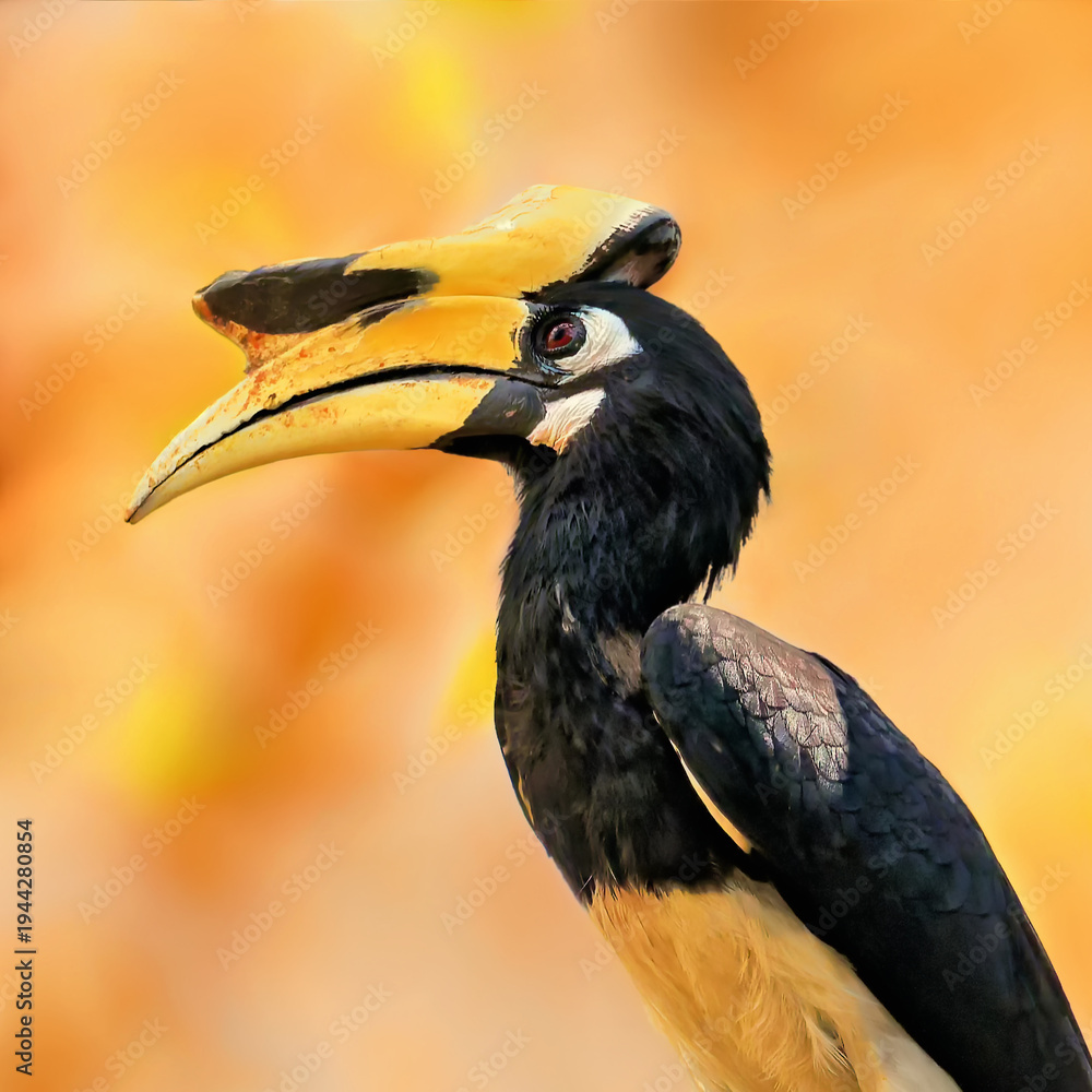 Fototapeta premium Orienthornvogel im Keang Krachan Natioanalpark in Thailand