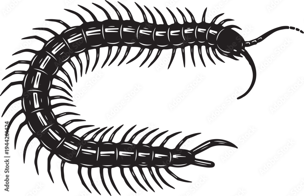Fototapeta premium A black and white drawing of a centipede on a white background