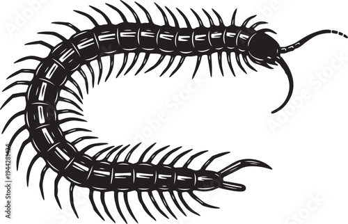 A black and white drawing of a centipede on a white background