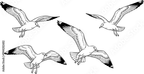 Three seagulls soaring in various flight positions. cut out transparent

