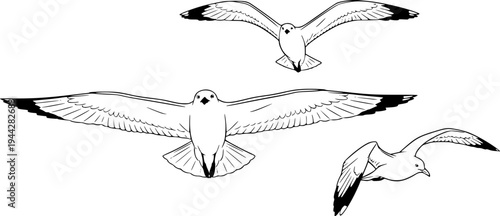 Three seagulls soaring in various flight positions. cut out transparent
