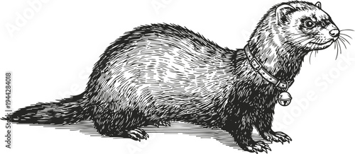 detailed sketch of a ferret with collar and bell side view, hand drawn animal illustration
