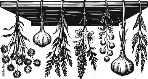 Herbs and garlic hanging from a wooden rack vintage botanical illustration of natural spices and plants