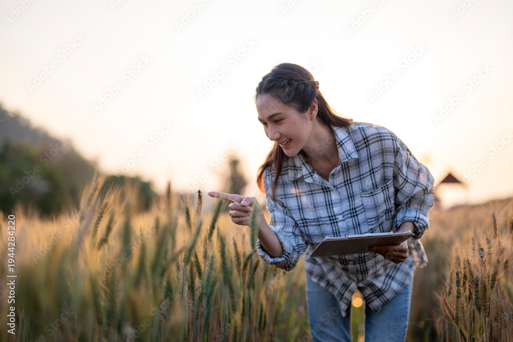 Naklejka premium Woman agronomist inspecting crop field at sunset