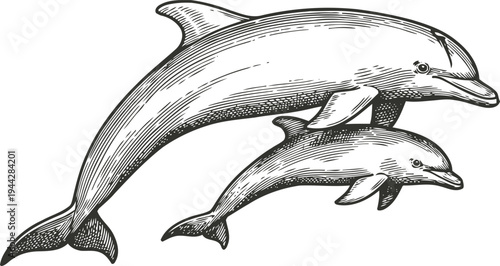 Hand drawn dolphin illustration with mother and baby swimming together in ocean scene