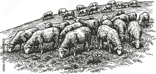 Grazing sheep herd on meadow pasture farm animals feeding in natural grass field