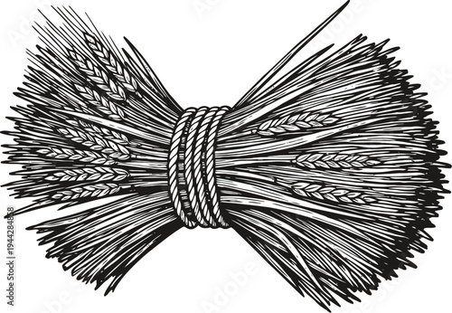bundle of wheat tied with rope black and white detailed vintage illustration of harvest crop