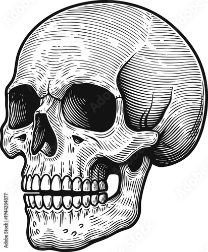 Detailed human skull illustration side view with engraved shading and teeth anatomy design