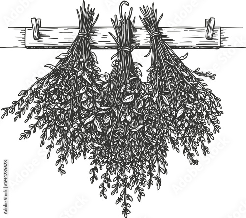 Bundles of herbs hanging upside down to dry on a wooden rack, rustic kitchen illustration