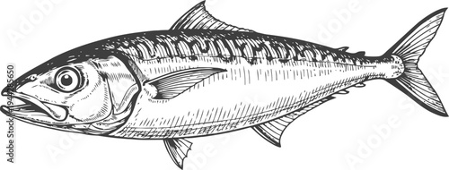Detailed black and white illustration of a mackerel fish, marine aquatic wildlife drawing