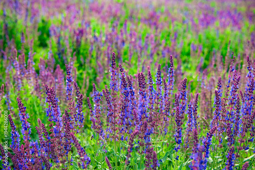 Purple Spikes with Fragrance: Natural Texture of Sage Flower Sea