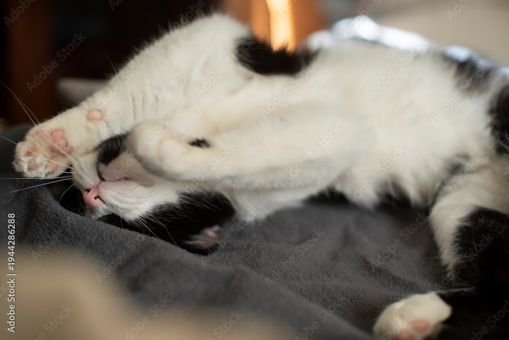 Fototapeta premium A small black and white domestic cat is lying on its back, stretching with its paws in the air. it has a relaxed expression and is on a soft surface.