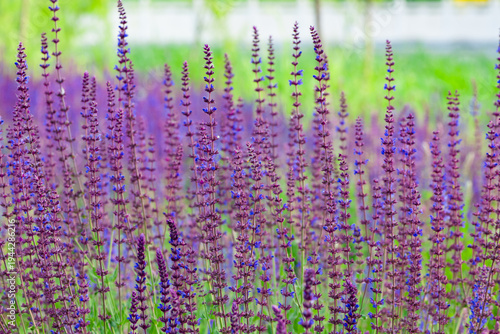 Purple Spikes with Fragrance: Natural Texture of Sage Flower Sea