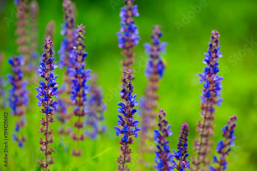 Purple Spikes with Fragrance: Natural Texture of Sage Flower Sea