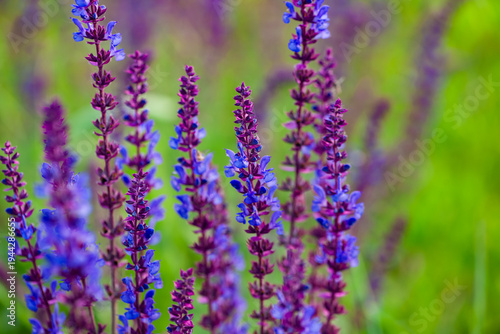 Purple Spikes with Fragrance: Natural Texture of Sage Flower Sea