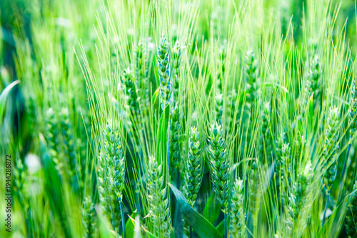 Green Wheat Ears: Vital Rhythm of Summer Wheat Field