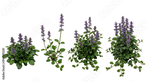 Ajuga reptans, bugleweed, groundcover, carpet bugle, purple flowers, garden plant, perennial plants isolated on black background for garden design, landscaping, and botanical studies.