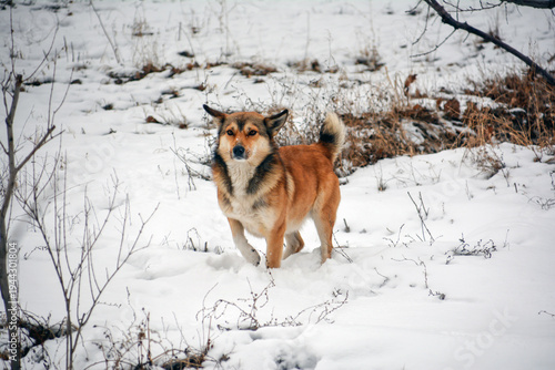 Cute red dog playing with a ball in the snow in winter. Dog in winter forest, dog pet walk. Dog portrait. Happy dog