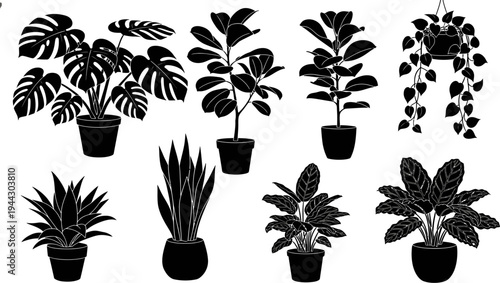 black potted plants on white background for decoration and design