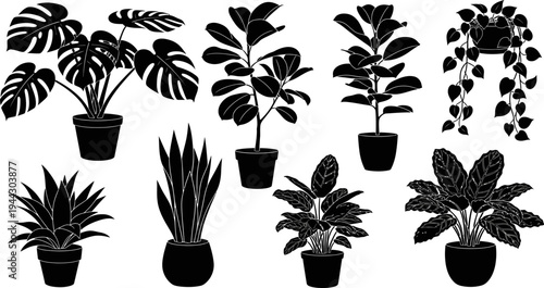 set of various houseplants in pots for decoration and interior design