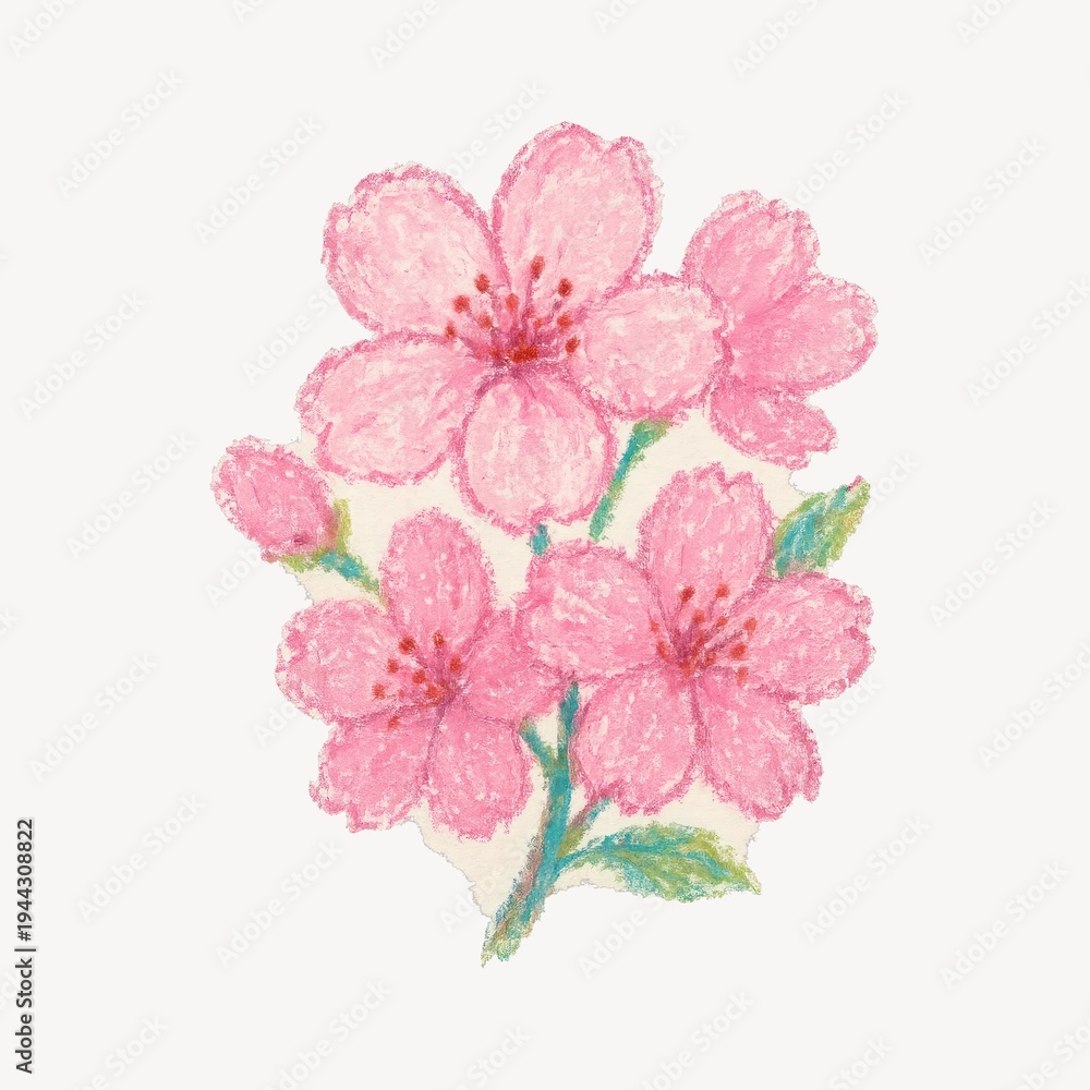 Fototapeta premium Delicate pink cherry blossoms illustration.