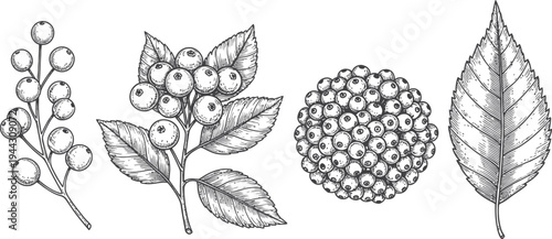 A vintage black and white vector illustration of a floral pattern featuring a rose branch, garden leaves, and a butterfly for elegant nature decor