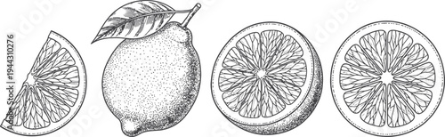 Black and white sketch of a hand drawn vector illustration of a fresh healthy citrus orange slice isolated on white