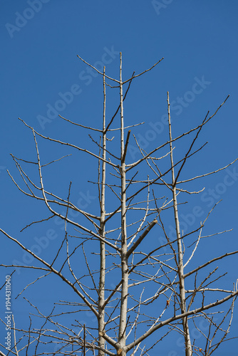 青空と銀杏の木