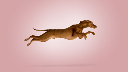 Dog jumping isolated on pastel pink background for pet advertising, branding, veterinary marketing, animal training promotion and energetic social media campaigns.