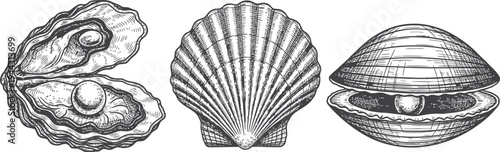 Hand drawn vector illustration of a lion and an eagle in a black and white sketch featuring tropical seashells and marine scallops isolated on a summer beach nature pattern design