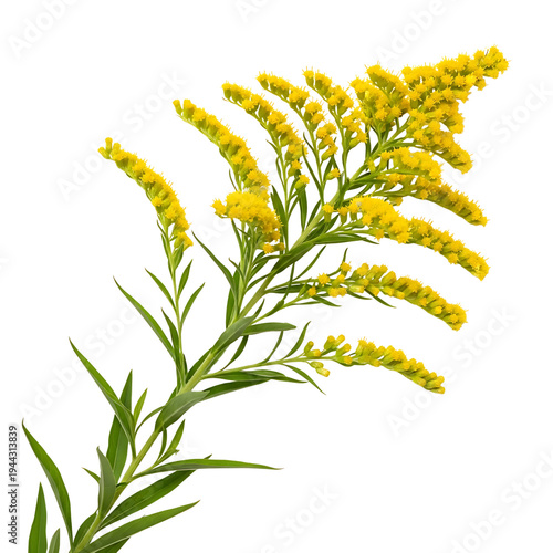 Goldenrod flowers with bright yellow blooms and green leaves, isolated on white, symbolizing encouragement and good fortune.
