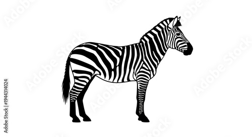 Black and white zebra standing still.