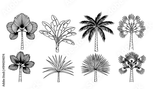Tropical palm tree line art collection black and white botanical vector isolated on white
