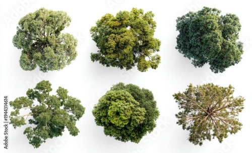 Overhead view of six diverse tree canopies against a white background