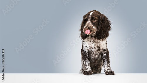 Quadro su tela Dog portrait in studio licking nose with curious expression on pastel background, suitable for pet food branding, nutrition campaigns and animal product advertising visuals