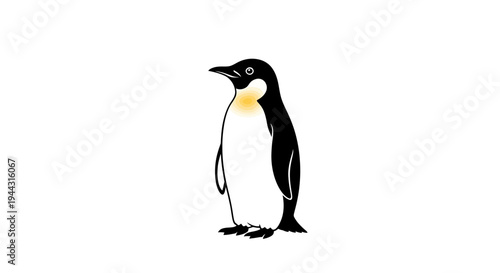 Penguin standing on white background alone.