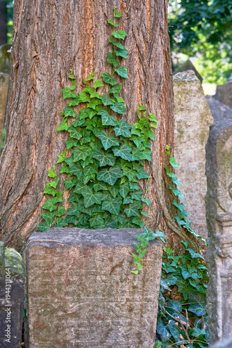 Visiting old Jewish cemetery in Prague, Czech Republic