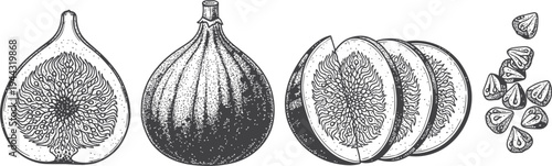 Vintage vector illustration of an isolated black and white sketch of a tree branch featuring fresh garlic and onion objects beside a glass bottle and decorative vase
